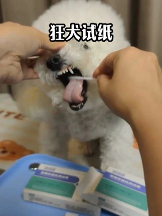 有它安心多了!宠物狂犬病毒检测试纸,简单易操作 #狗狗 #比熊 #养狗必备用品 #科学养宠