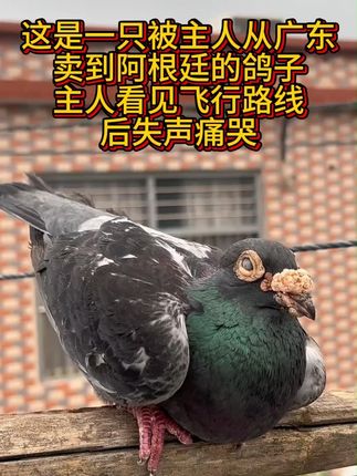 这是一只被主人从广东 卖到阿根廷的鸽子 #赛鸽 #赛鸽归巢 #万物皆有灵性
