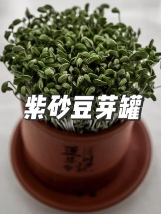 紫砂豆芽罐 古方豆芽紫砂豆芽罐豆芽机家用实用发芽盆发豆芽神器#豆芽培育盆 #豆芽罐 #豆芽培育 #豆芽罐生豆芽 #种豆芽