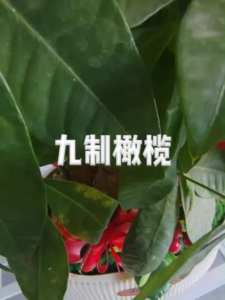 九制橄榄甜橄榄果广东潮汕特产干果正宗果脯无甘草休闲解馋零食 #九制橄榄 #橄榄 #零食推荐 #解馋零食 #休闲零食