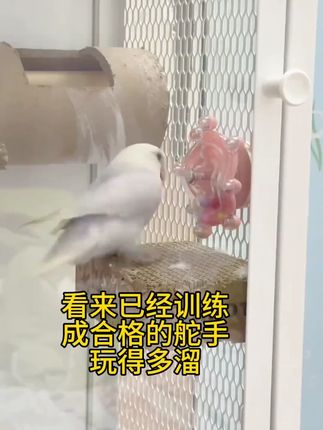 有了这个玩具,再也不担心鸟宝,无聊抑郁拔毛了,特别是养了一只鹦鹉,在家里比较孤单,玩具安排上#鹦鹉转轮玩具 #鹦鹉玩具 #萌宠出道计划 #鹦鹉 #鹦鹉转转乐