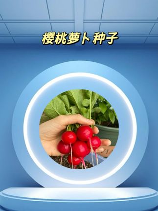 这种萝卜真的有那么好吃吗?