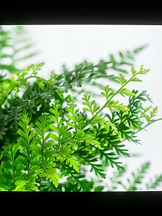 吉姆蕨网红植物盆栽绿植室内净化空气花卉水培蕨类观叶好养盆栽花#网红植物 #室内绿植 #净化空气 #水培盆栽 #观叶植物