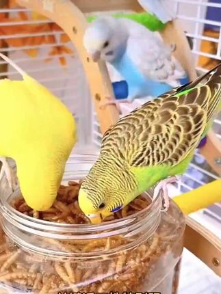 【正品宠萌爪】鹦鹉面包虫干鸟食鸟粮虎皮牡丹玄凤训练奖励营养零 #鹦鹉面包虫 #鹦鹉 #养鹦鹉日记 #包虫干