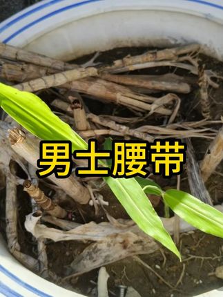 #男士腰带 #皮带 #腰带