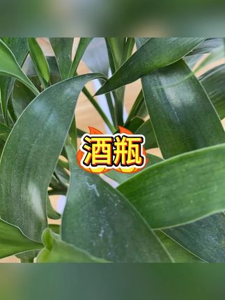 泡酒罐 #美食 #自酿果酒 #泡酒罐 #厨房 #微醺时刻