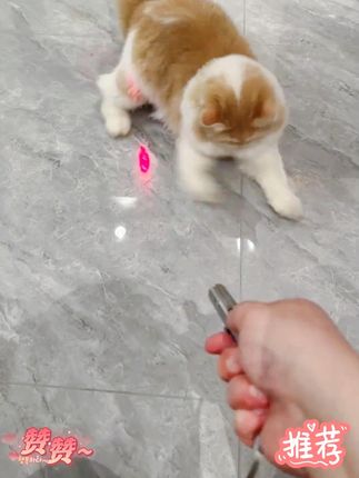 激光逗猫棒USB充电猫咪玩具红外线自嗨激光笔解闷神器宠物用品#逗猫激光笔 #猫咪玩具 #逗猫日常 #逗猫 #萌宠出道