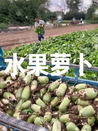#应季水果 #脆甜多汁 #水果萝卜 #山东潍坊萝卜