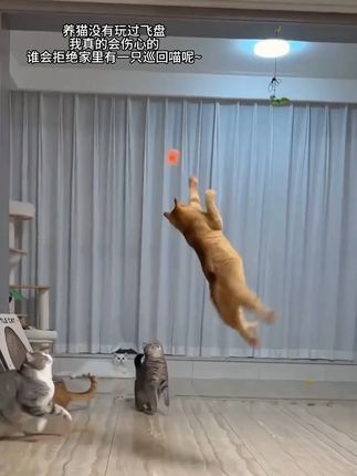 养猫没有玩过飞盘我真的会伤心#逗猫神器 #逗猫棒 #铲屎官的乐趣 #猫玩具