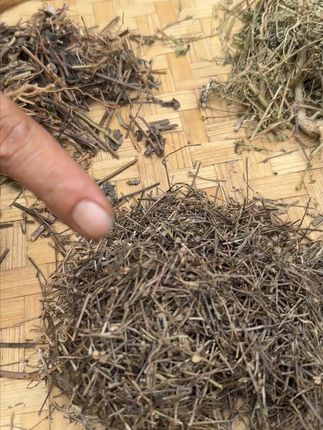 叶下红+蛇舌草+冰糖草 知道可以干嘛用的吗? #植物科普 #潮汕人 #潮汕话 #你见过这种植物吗 #三农