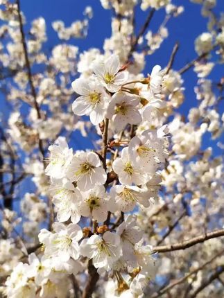 AECE肉桂奶茶色口红防水显白哑光细管不掉色不沾杯口红不脱色正品 #口红 #口红推荐 #不沾杯口红