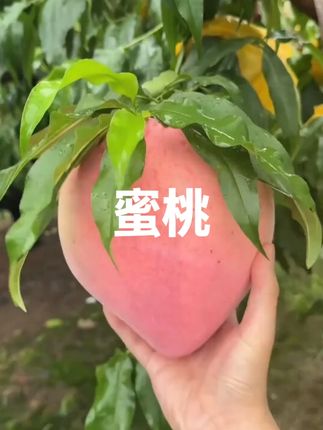这个夏天你可能需要一个给你寄桃子的山东朋友#桃子熟了口感又脆又甜!满口的桃香味儿!#山东蒙阴脆桃 #脆蜜桃 #脆桃