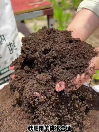 立秋了,养花种菜好帮手,肥力大不烧苗,同时还能改良疏松土壤#羊粪有机肥#分享生活小技巧#羊粪#内蒙古羊粪有机肥
