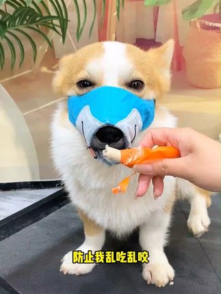 出门遛狗要给狗狗戴嘴套哦,防止它乱吃乱咬,误伤他人!#狗狗嘴套 #防咬防乱吃嘴套 #萌宠出道计划 #狗狗