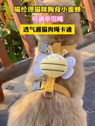 这个牵引绳太可爱了 春暖花开如何正确带猫出门 #猫咪 #牵引绳 #遛猫 #萌宠好物 #新手养猫
