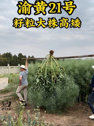 这个油菜放心种,籽粒大,株高矮 #渝黄21#农业种植#三农#新农人计划#渝黄21号