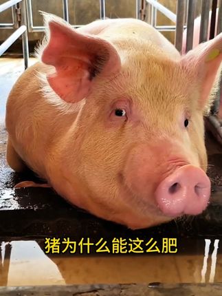 为什么猪天天吃素,却能长一身膘? 为什么猪天天吃素,却能长一身膘?