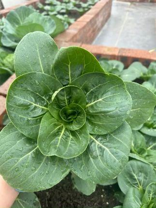 苏州青蔬菜种子