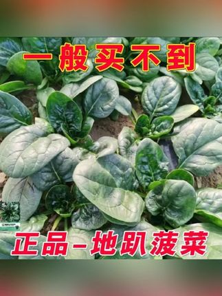 【趴地菠菜种子】四季趴地菠菜种子种籽菠菜种籽春秋冬四季#趴地菠菜种子 #四季播种 #菠菜种籽 #阳台种菜 #新鲜蔬菜