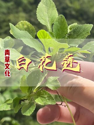 这种青草喜欢长在无污染的瀑布边 难找! #潮汕青草 #大自然的馈赠 #白花莲