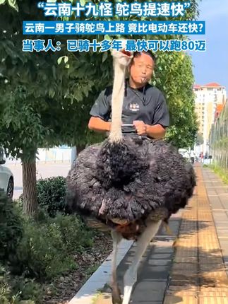 “云南十九怪,鸵鸟提速快”,云南一男子骑鸵鸟上路,竟比电动车还快?当事人:已骑十多年,最快可以跑80迈#媒体精选计划