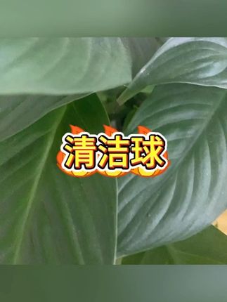 自带挂绳钢丝球 刷锅洗碗清洁神器 #厨房清洁 #清洁神器 #家务好帮手 #实用好物 #懒人抹布