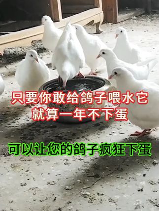只要你敢给鸽子喂上它就算一年不下蛋 可以让您的鸽子疯狂下蛋 #鸽子 #肉鸽养殖 #信鸽赛鸽 #鸽子不下蛋