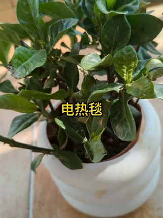 电热毯单人双人双控调温智能防水不漏电家用宿舍学生除螨电褥子 #电热毯 #电褥子 #电热毯推荐