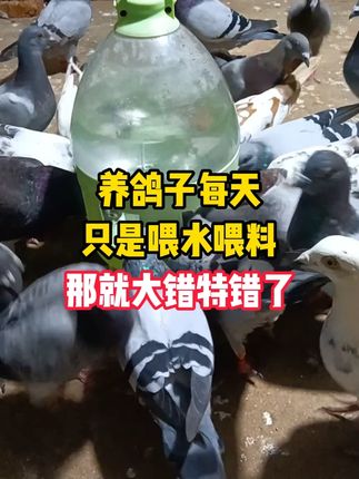 养鸽子每天只是喂水喂料,那就大错特错了 #鸽子驱虫 #养鸽人 #鸽子养殖技术 #科学养鸽