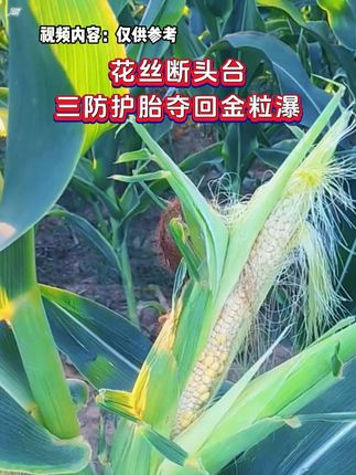 花丝断头台,三防护胎夺回金粒瀑。#阜航麦1号 #上热门 #农业种植 #三农 #三农流量扶持计划