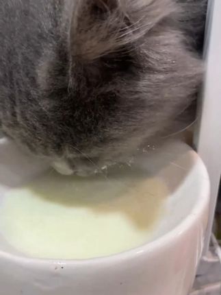 #奶粉 #羊奶粉 #猫咪羊奶粉 #营养补充剂 #猫咪羊奶 Dr.kit猫咪羊奶粉大中小猫咪解馋补水补钙营养补充剂新生猫咪专用