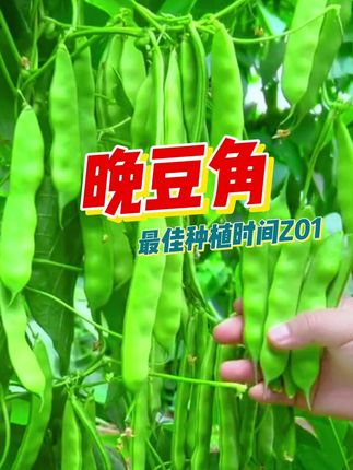 这个晚豆啊什么时间去种植才是它的最佳种植时间呢?#晚豆角 #农业种植 #种豆角