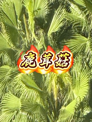(高山鹿茸菇)菇农自然晾晒鲜香脆爽口好吃还营养价值高#鹿茸菇 #营养鹿茸菇 #脆爽鹿茸菇 #高山鹿茸菇 #爽口鹿茸菇