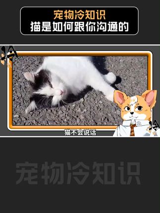 宠物冷知识-小北
