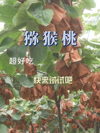 超好吃的红心猕猴桃!大家快来试试吧! #红心猕猴桃 #猕猴桃 #峨眉山 #大山里的味道