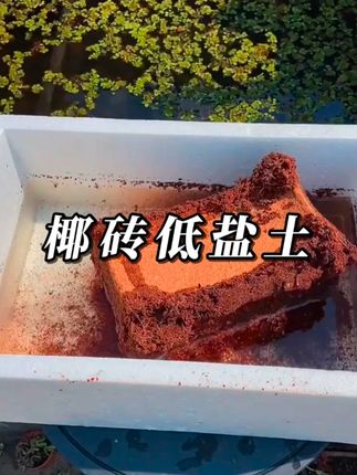 椰砖低盐土养花种菜营养土通用型绿植栽培育苗椰土#椰土营养砖  #椰土 #养花种菜专用土  #营养土 #椰砖营养