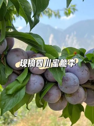 超级超级甜!清脆爽口,四川蜜脆李,小朋友也超爱吃!现摘现发,贼新鲜!#新鲜应季水果 #蜜脆李 #优质农产品 #超甜 #李子