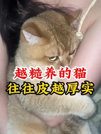 越糙养的猫,往往皮越厚实 #萌宠出道计划#科学养宠攻略#萌宠好物#猫咪的迷惑行为#谁能拒绝傻憨憨的小猫咪