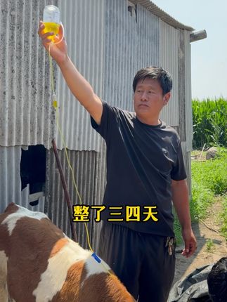 90%的养殖户都不知道的事,听听龙叔怎么说#三农 #养牛人 #无限回购的宝藏单品 #新农人计划 #农村创业养殖