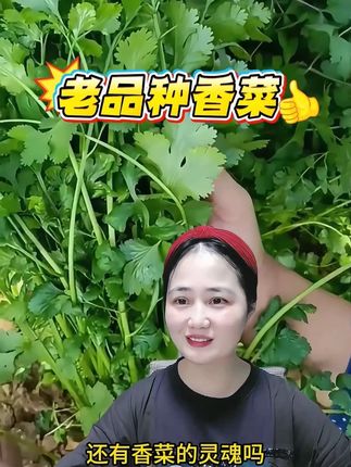农家老品种香菜种子 香味浓郁,无丝无筋~#老品种香菜 #香菜种子 #三农