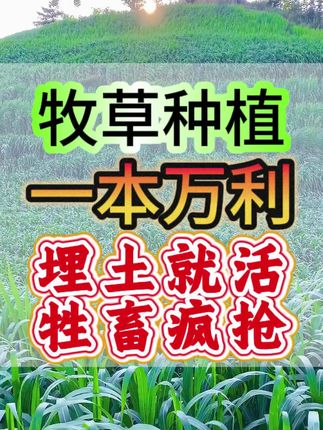 割完一茬又一茬的牧草 牲畜疯抢!埋土就活,配合液氮割不完,卖不完#牧草 #牧草种植 #牧草肥 #牧草养殖 ##三农