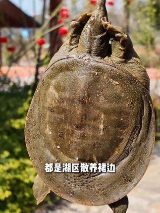 甲鱼现杀纯天然外塘甲鱼鲜活肉新鲜老鳖去皮真空包装加热即食 麻辣卤甲鱼吃起来太过瘾了#麻辣甲鱼 #卤味 #美食