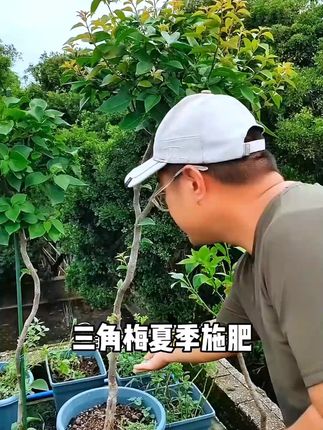 三角梅越热生长越迅速!千万别怕给它施肥,定时定量10天左右一次复合肥,才能提供充足的营养,让三角梅枝繁叶茂冠幅成型快!#养花小知识 #种植小技巧 #三角梅施肥 #复合肥 #三角梅养护