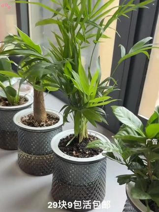 #花卉绿植 #室内绿植 #盆栽绿植