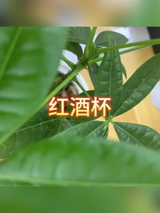 红酒杯 #酒具 #杯子 #酒杯 #红酒杯 #餐具