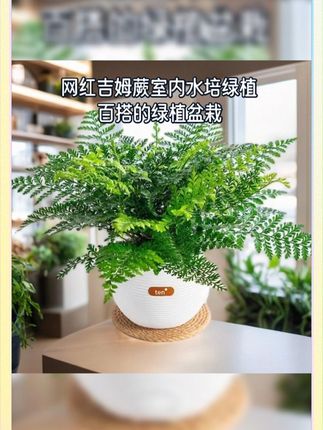 家中的小森林 让你感受到大自然的清新与宁静#居家好养吉姆蕨 #天然空气净化器 #吸异味 #治愈系