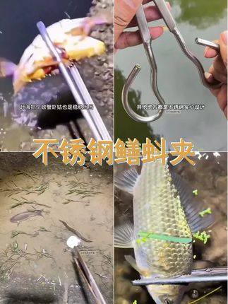 黄鳝夹子不锈钢泥鳅夹螃蟹夹加厚防滑赶海夹子鳝鱼泥鳅专用工具 #户外夹黄鳝 #夹鱼钳 #抖音生活青岛嘉年华 #抓黄鳝 #户外赶海抓海鲜