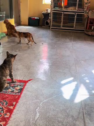 宠物除毛器刷毛器除毛刷吸毛神器狗毛清理器地毯沙发床粘毛器去毛#宠物用品 #除毛器 #狗毛清理 #家居清洁 #实用好物