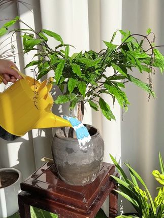 垂丝茉莉不开花不吐花丝怎么回事怎么补救 #垂丝茉莉 叶尖发黑枯萎像烧焦怎么办#垂丝茉莉花 不长新叶怎么回事#垂丝茉莉怎么养 #垂丝茉莉养护