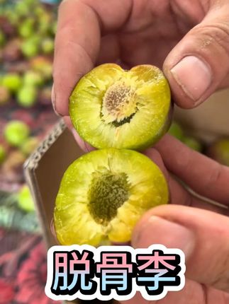 四川半边红脱骨李,脆甜多汁巨好吃!#脱骨李 #半边红脱骨李 #新鲜应季水果 #脆甜多汁 #好吃到停不下来